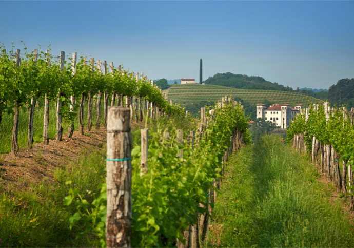vinogradi-img-1