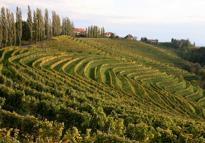 vinogradi-img-3